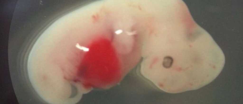 Japón autoriza a crear embriones de animales y humanos