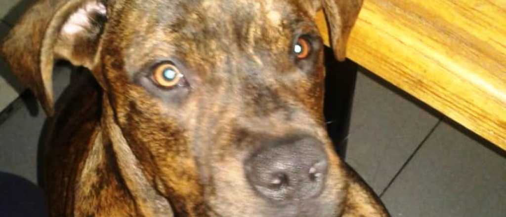 Le avisaron por WhatsApp que tenían a su perro y que lo habían vendido