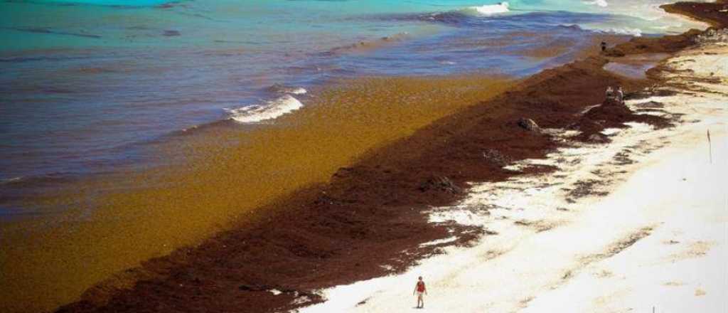 El paraíso perdido: Miami y el Caribe tienen arena marrón y agua podrida