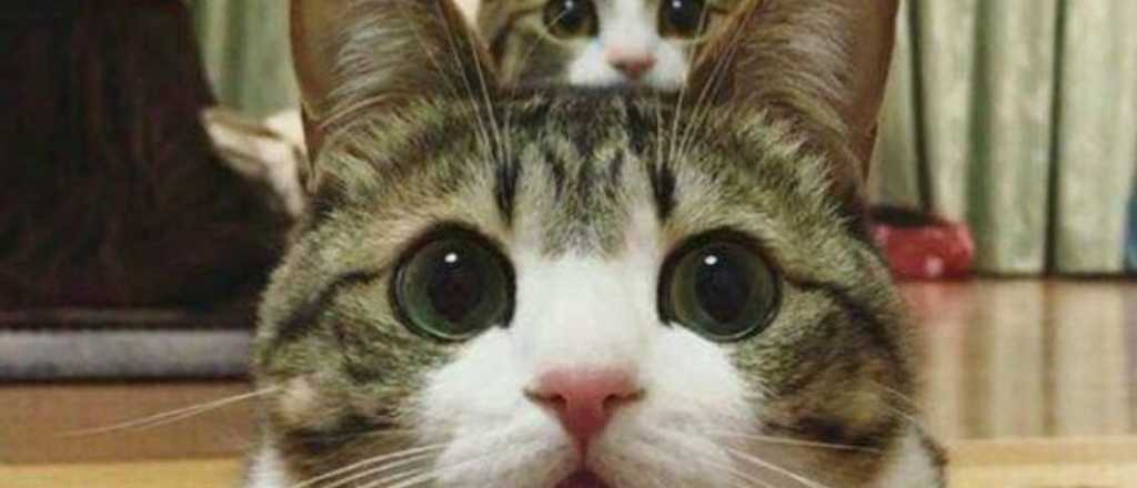 Es el #D&iacute;aInternacionalDelGato y las redes lo saben: gatitos y m&aacute;s gatitos