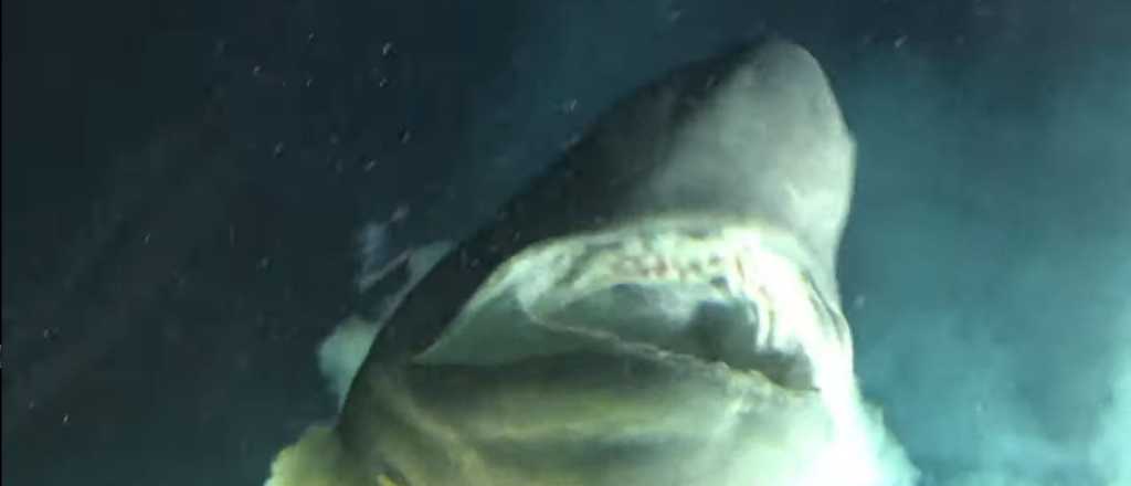 Video: filmaron al tiburón más grande y antiguo del Planeta