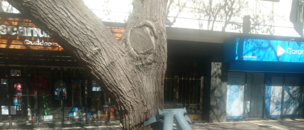 Un árbol en la peatonal puede caerse a pesar de la "ayuda" que le pusieron