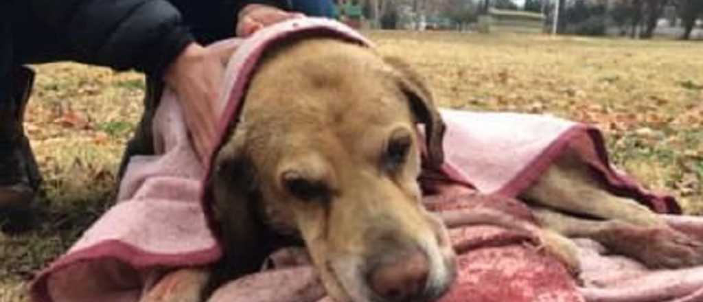 Dos pitbull mataron a un perro en San Rafael y buscan a los dueños