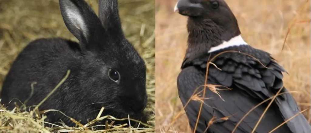 &iquest;Cuervo o conejo?, el video que desconcierta a todos los usuarios
