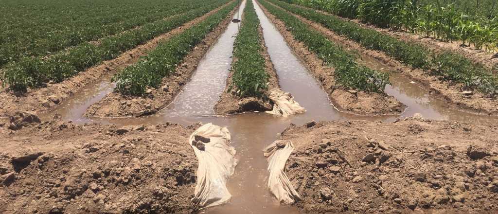 Irrigación entregará lonas para mejorar el riego intrafinca