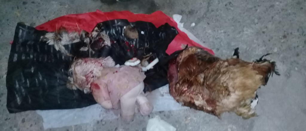 ¿"Gualicho" en San Carlos?: un animal muerto, velas y muñecas en un hospital