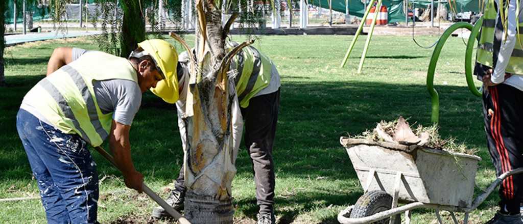 Godoy Cruz realizará una plantación masiva de árboles  