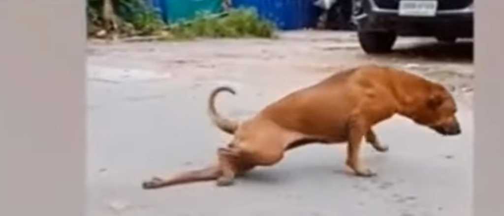 Un perro finge tener su pata rota para que le den de comer