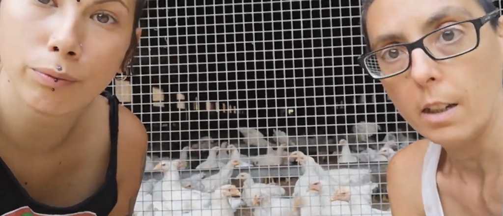 Video: veganos separan gallos de gallinas "para evitar abuso sexual"