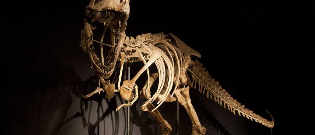 Malargüe: Dejaron fósiles de dinosaurio a la intemperie y los robaron 