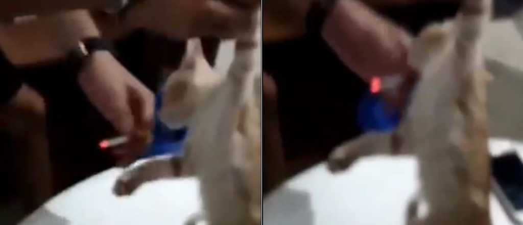 Video: la estupidez de dos j&oacute;venes que le dan de fumar a un gato