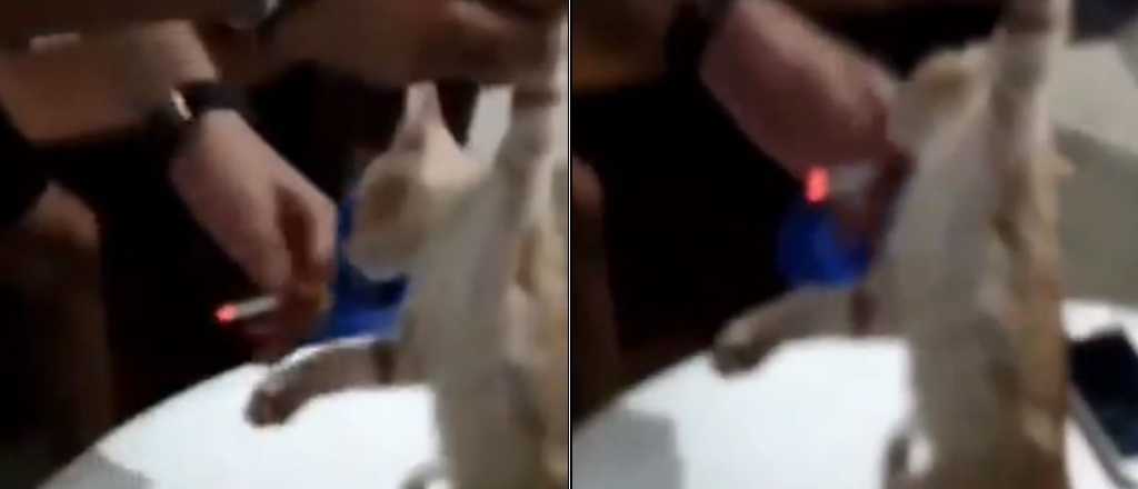 Video: la estupidez de dos jóvenes que le dan de fumar a un gato