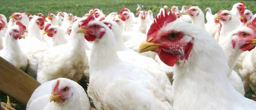 Suspenden importaciones de Chile por un foco de gripe aviar 