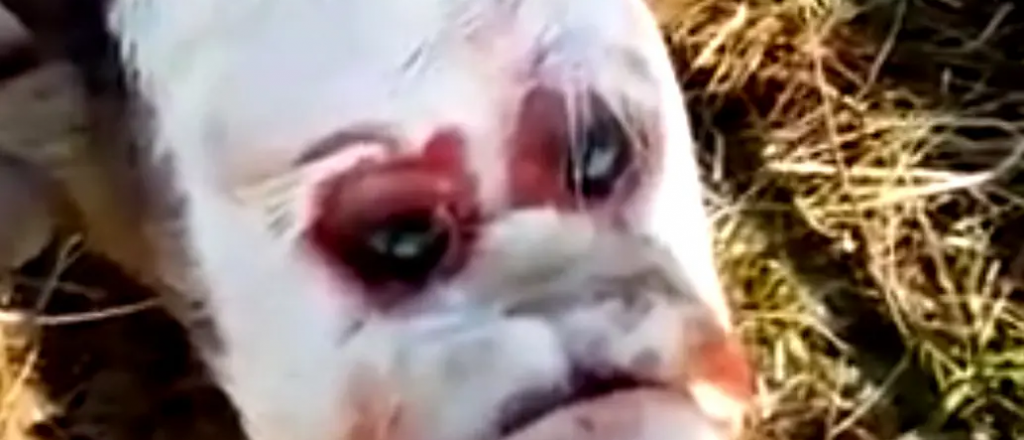 No, el ternero con rostro humano no es mezcla de especies