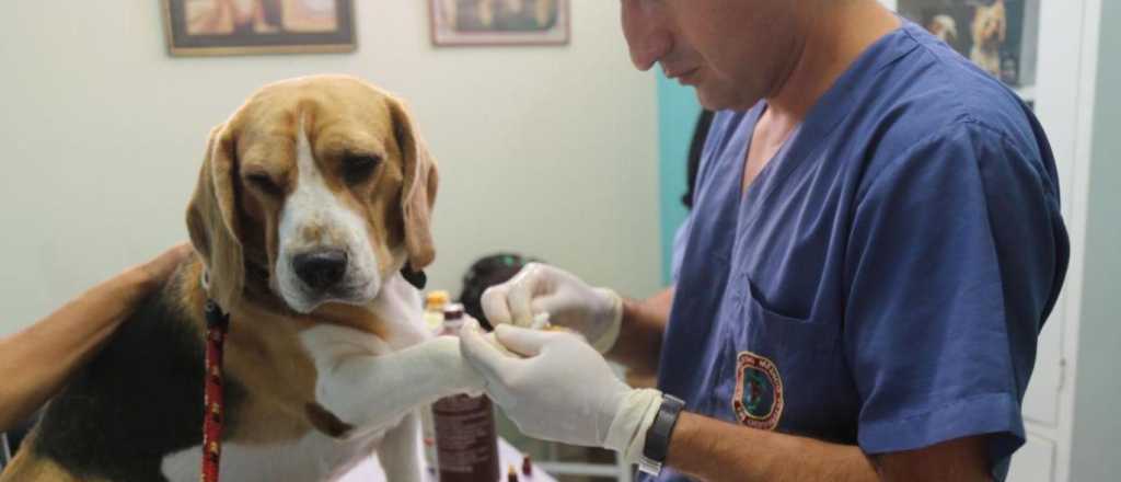 Guaymallén ofrece servicios de veterinaria gratis
