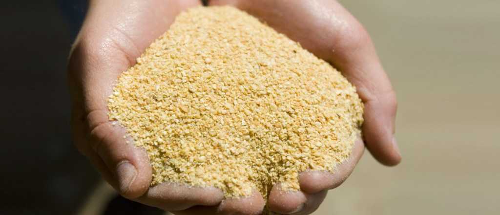 C&oacute;mo invertir en la soja y aprovechar el rally de 52% en 9 meses