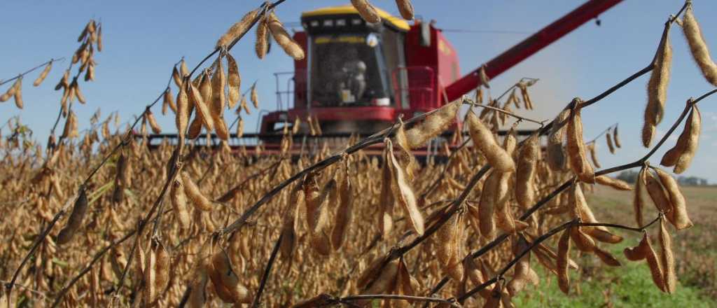 Un productor dijo la mitad de sus 100 hectáreas de soja son para el Estado