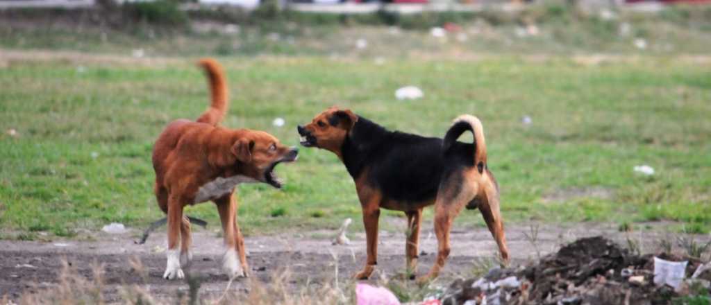 Cuatro perros atacaron a una niña en Luján de Cuyo