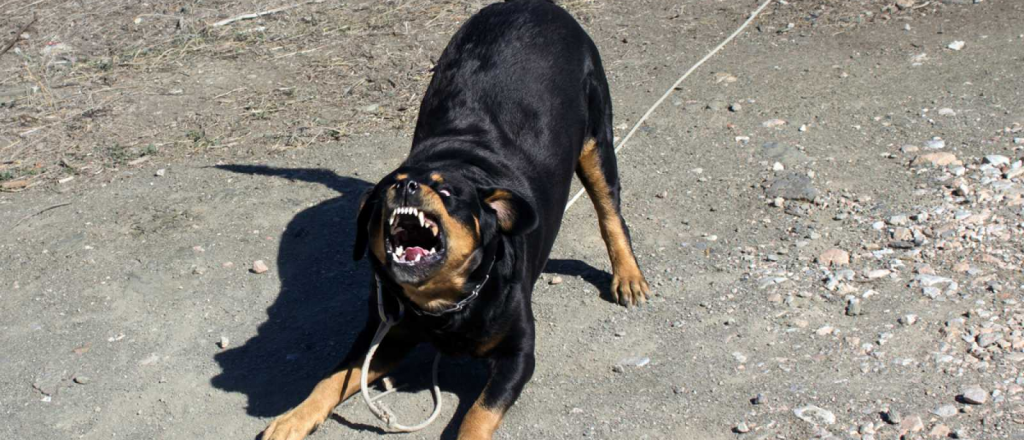 Un perro mató a su dueña en Maipú