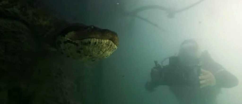 Video: una anaconda fue filmada por dos buzos