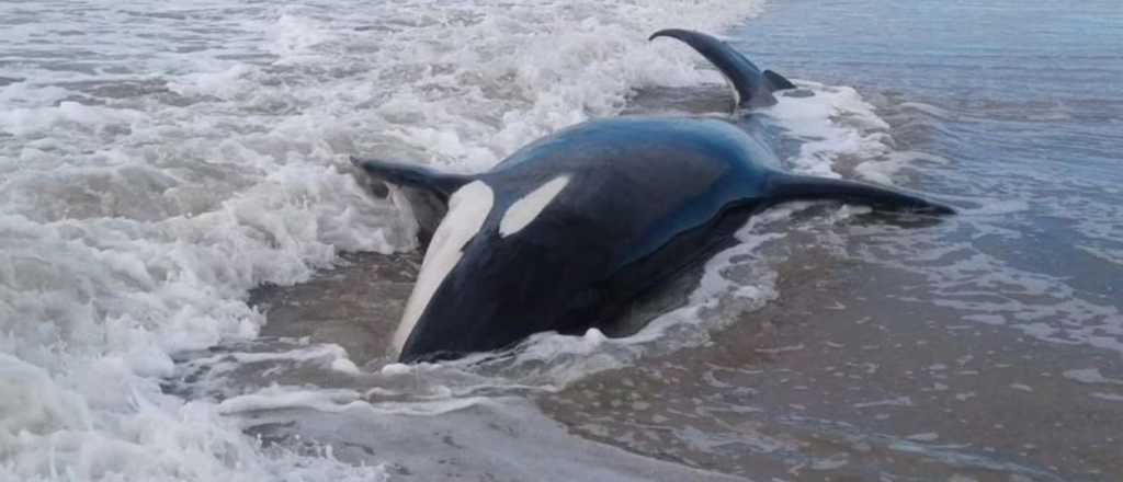 Una de las 7 orcas varadas en Mar Chiquita murió y los rescatistas desesperan