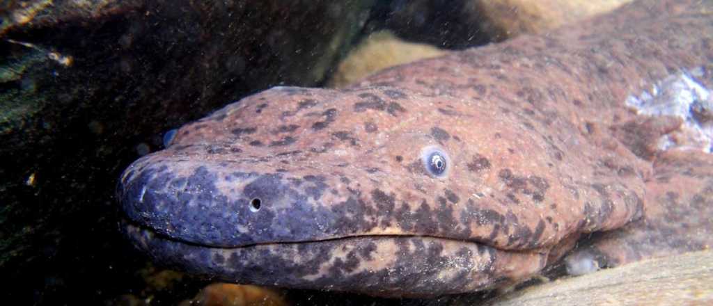 Una nueva especie de salamandra es el anfibio más grande del mundo