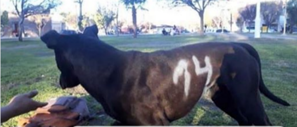Alumnos de La Consulta pintaron un perro con aerosol