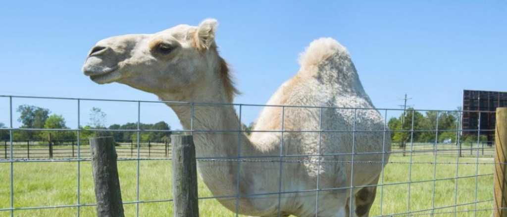 Una mujer tuvo que morderle los testículos a un camello para salvarse