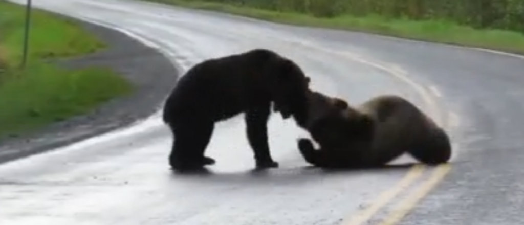 Video: dos osos se pelearon en plena ruta en Canadá