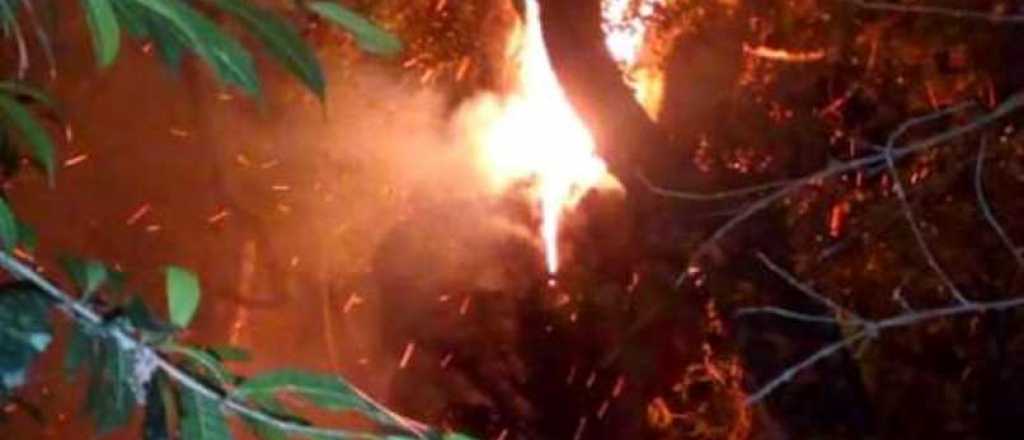 Un joven quiso hacer mate e incendió el árbol más antiguo de Misiones