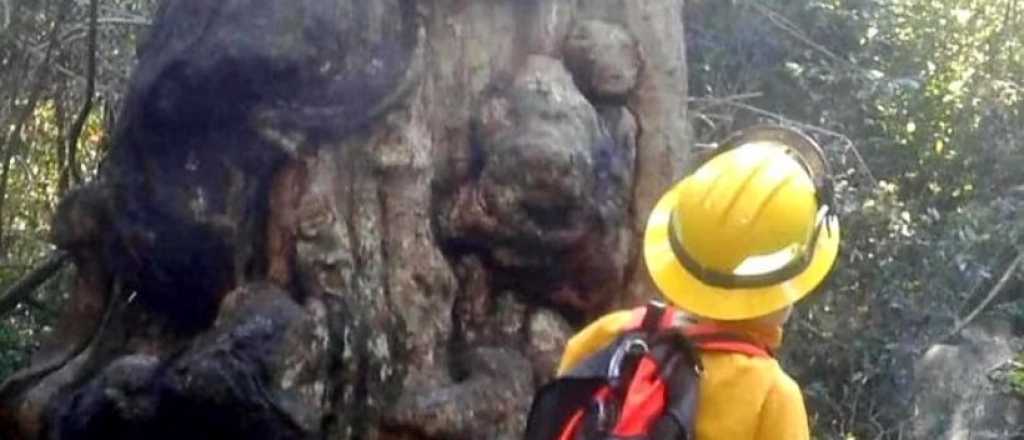 Un joven quiso hacer mate e incendió el árbol más antiguo de Misiones