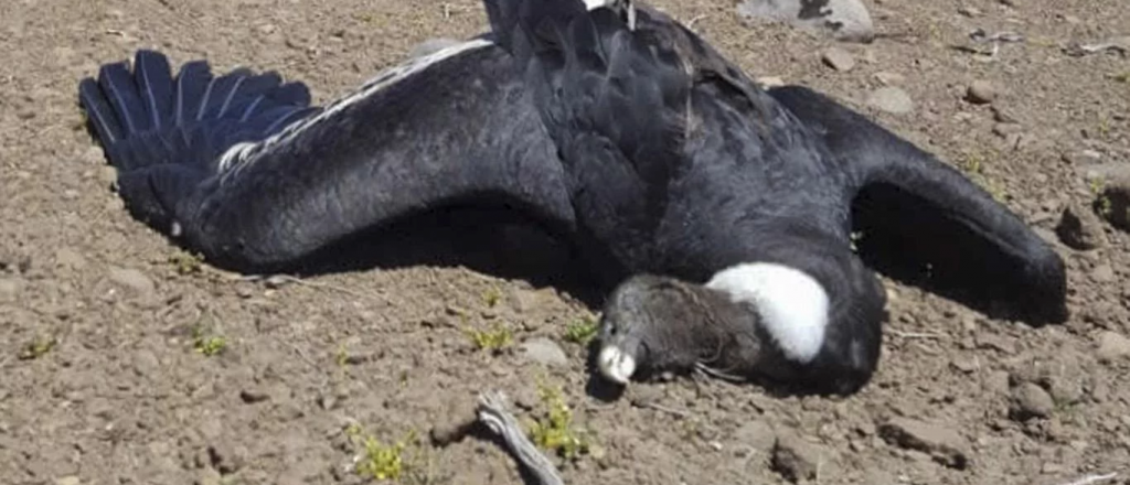 Cóndores muertos en el Sur por la sustancia que mató a los ejemplares mendocinos
