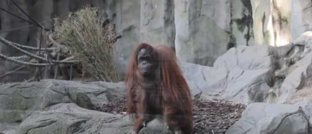 La "persona" oranguntana Sandra vivirá con el mono de Michael Jakcson