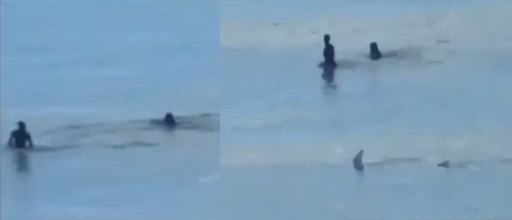 Video: unos surfistas casi son atacados por un tibur&oacute;n