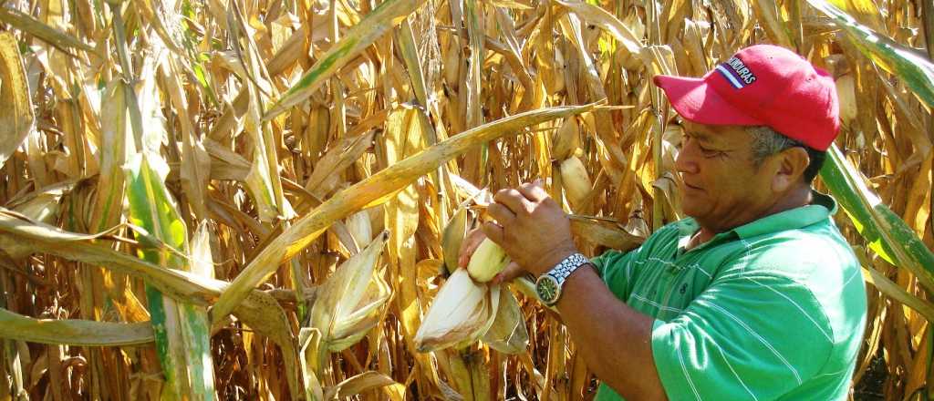 Trabajadores rurales percibirán el bono de 5 mil pesos en tres cuotas 