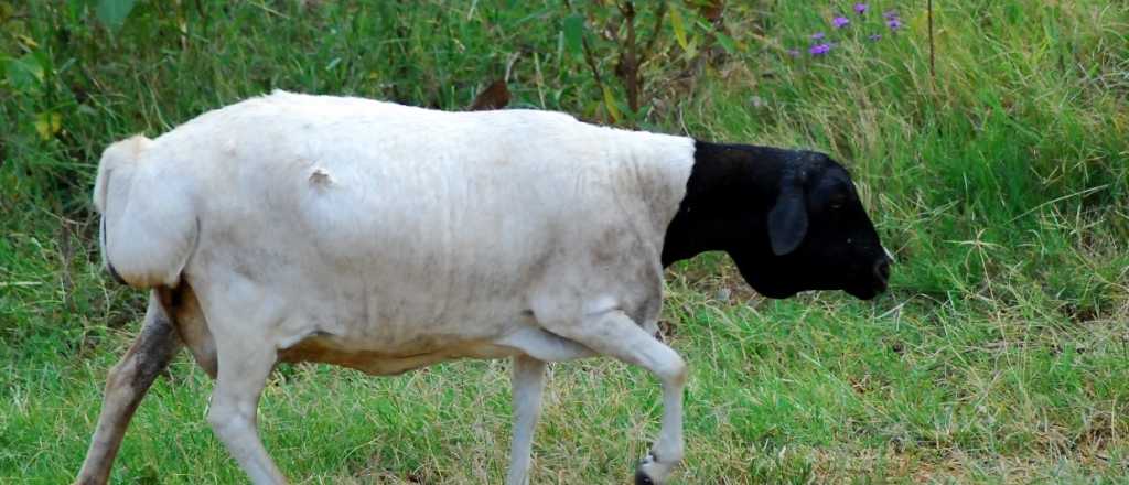 Para el Colegio de Abogados no hubo maltrato contra las ovejas del Ecoparque