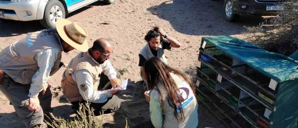 Ambiente liber&oacute; a 19 Cardenales Amarillos, especie en peligro  