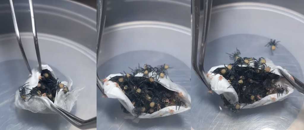 Video: el nacimiento de cientos de ara&ntilde;as mortales