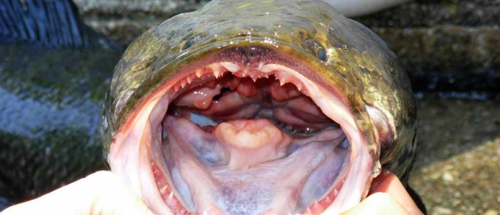Estados Unidos alerta sobre un pez voraz y recomienda: "Matalo y congelalo"