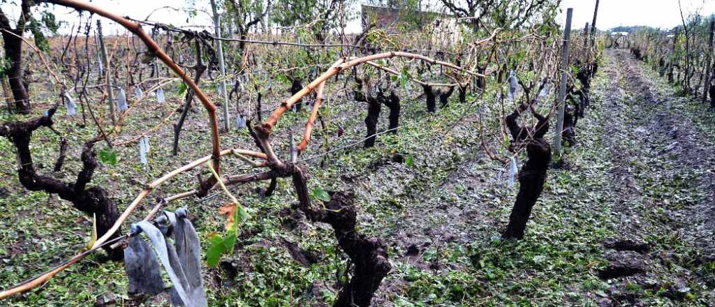 Extienden el plazo de adhesión para el Fondo Compensador Agrícola