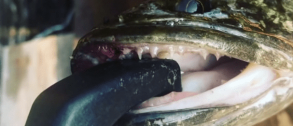 EEUU lanza una alerta por el terrorífico pez cabeza de serpiente