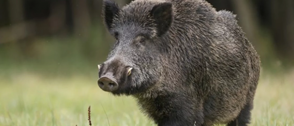El Carrizal: un jabalí mató a un hombre