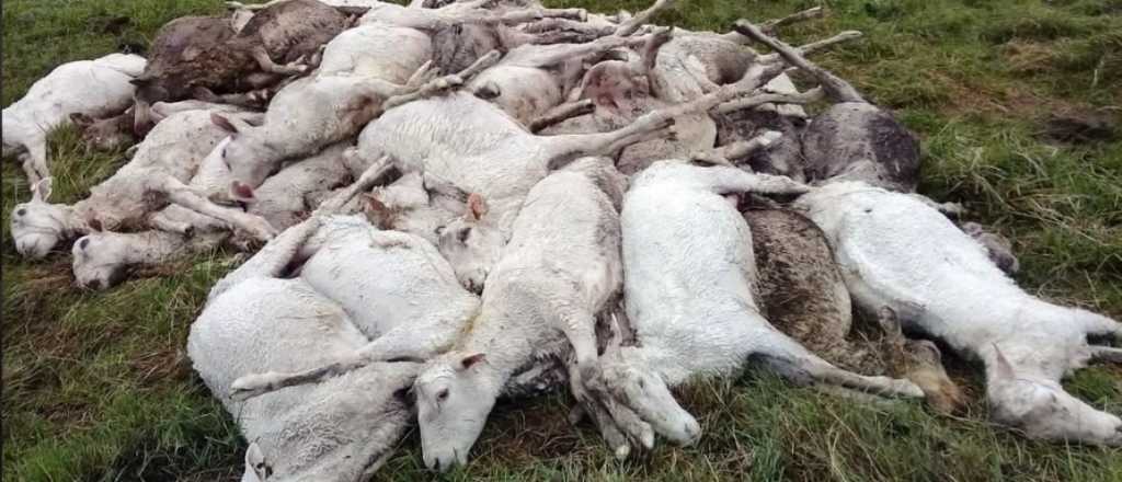 Esquilaron miles de ovejas por el calor, luego llegó el frío y murieron