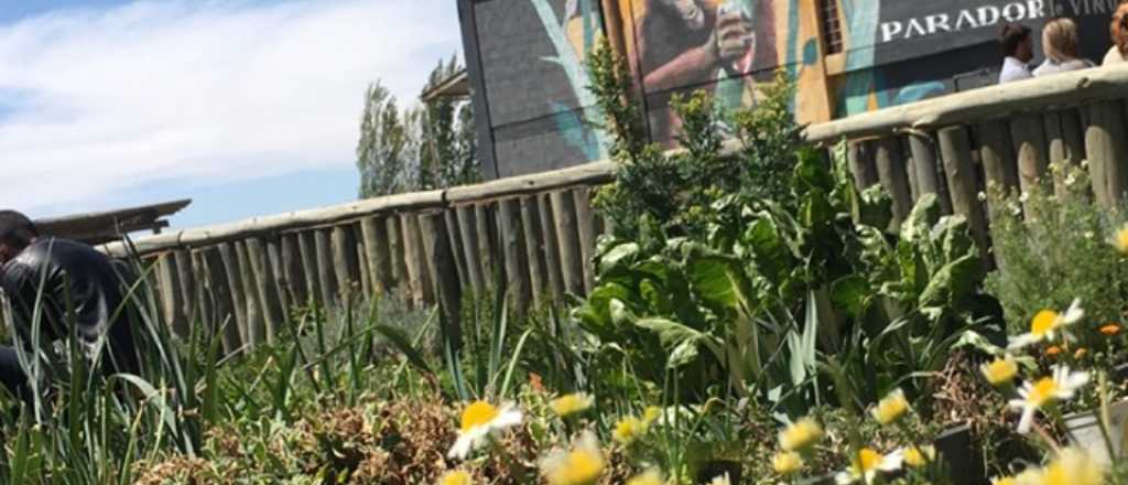 Visitando Bodegas: t&eacute; artesanal y frutillas hidrop&oacute;nicas en el sur mendocino