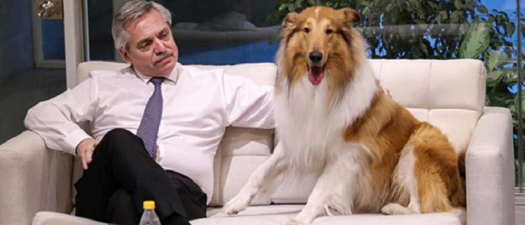 Las pulgas de Dylan se crían en Mendoza