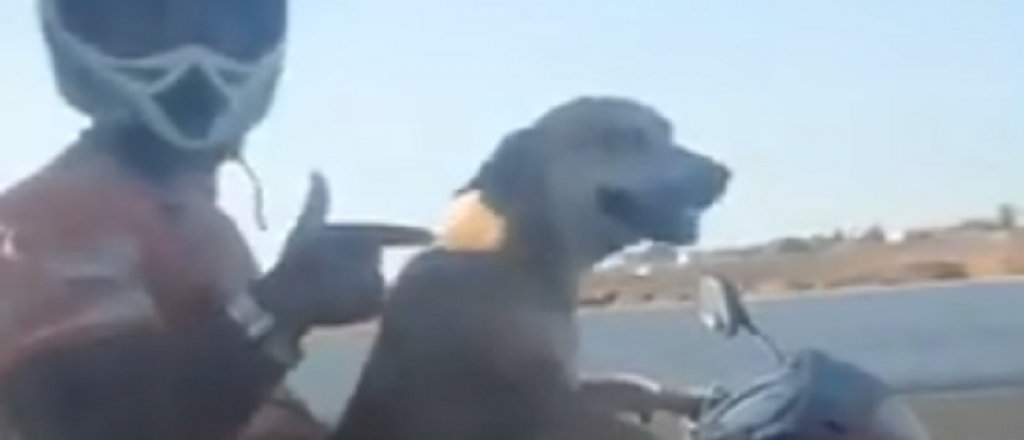 Video: el perro que maneja una moto y es furor en Brasil