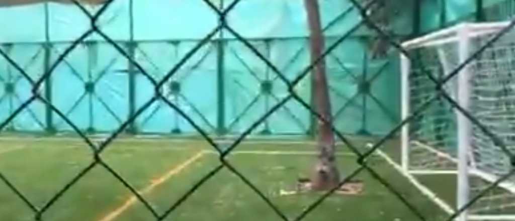 Construyeron una cancha de f&uacute;tbol con dos &aacute;rboles en medio de las &aacute;reas