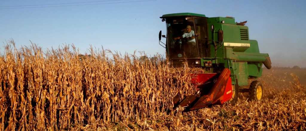 El Gobierno dejaría sin efecto las retenciones para exportar maíz