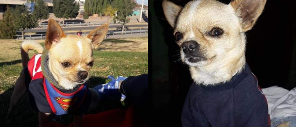 Ofrecen $10 mil de recompensa por un perro perdido en Las Heras