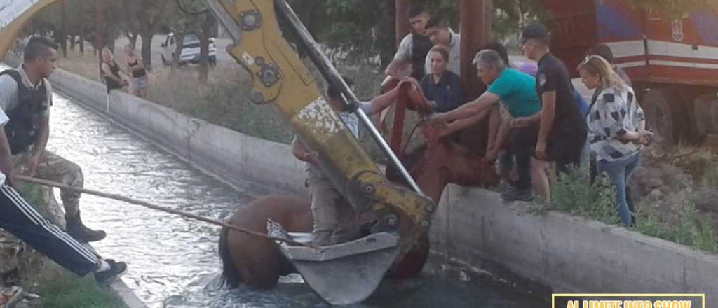 Un caballo cayó a un canal en San Martín y lograron salvarlo